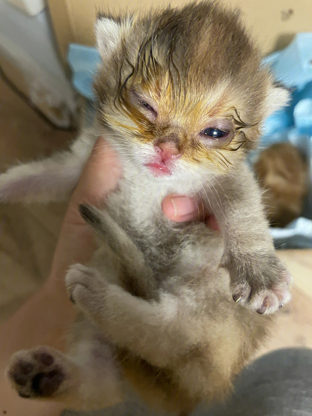 新生幼猫眼睛封眼化脓怎么处理?