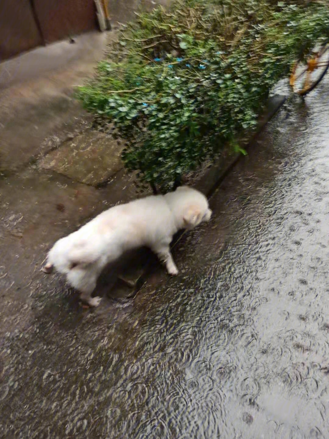 连续下了好几天雨了狗子也得淋雨尿尿