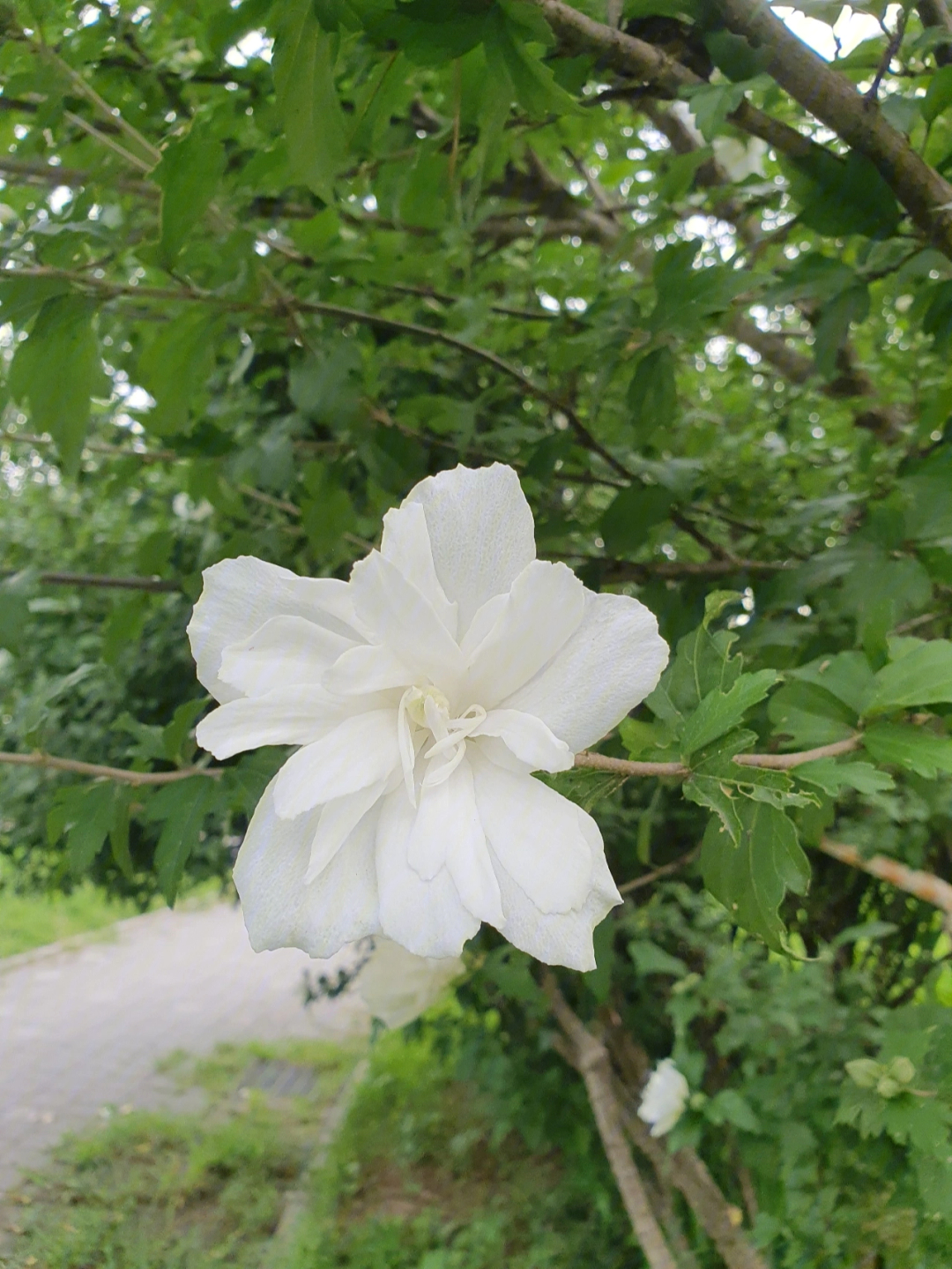 白色重瓣木槿花