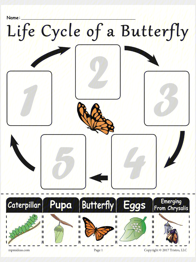 lifecycleofbutterfly蝴蝶03的生命周期