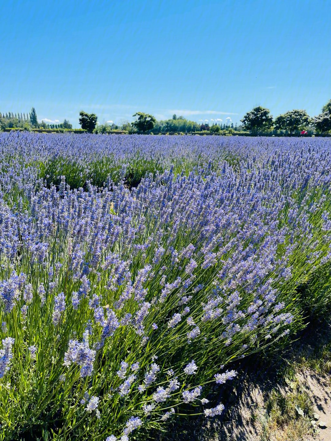 lavendertown图片