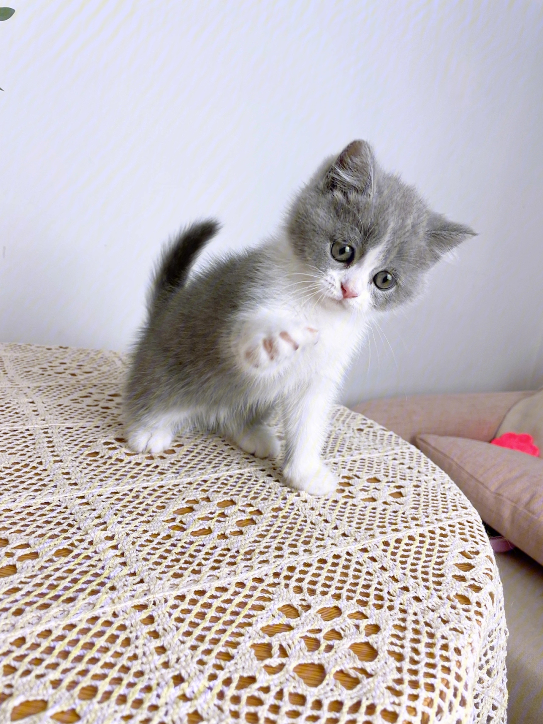 可可爱爱的英短蓝白猫