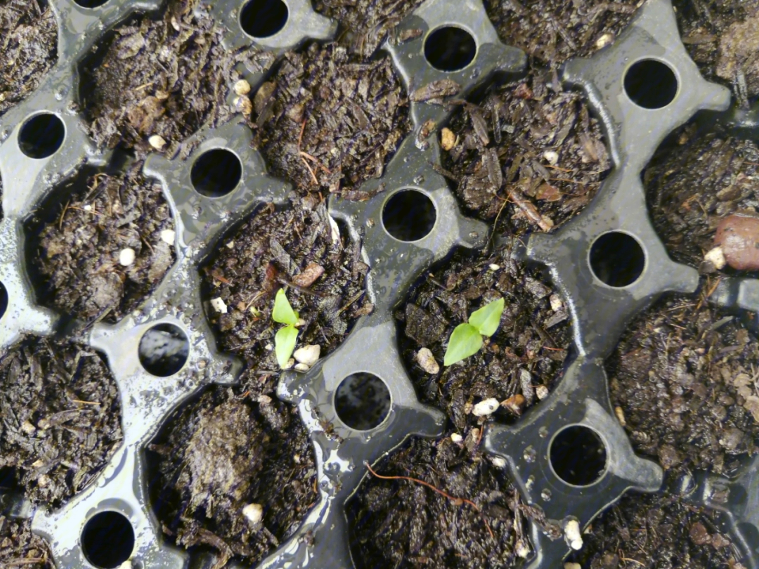 番石榴种子种出的幼苗