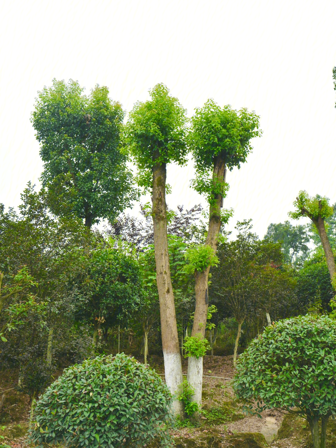 香樟