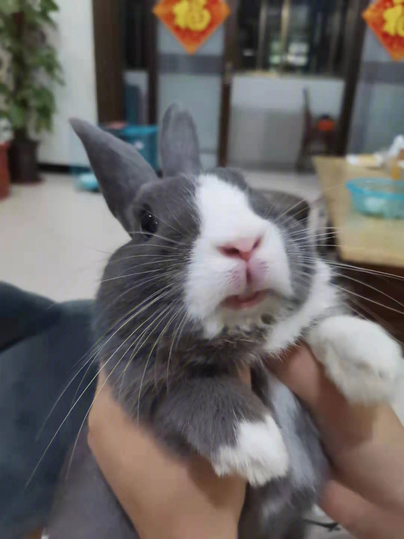 全世界最可爱的兔兔