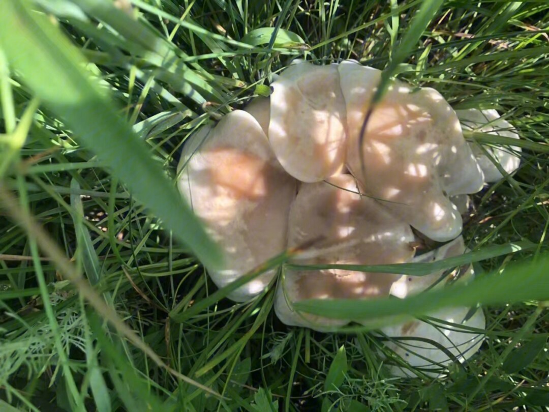 兴安杜鹃蘑菇图片