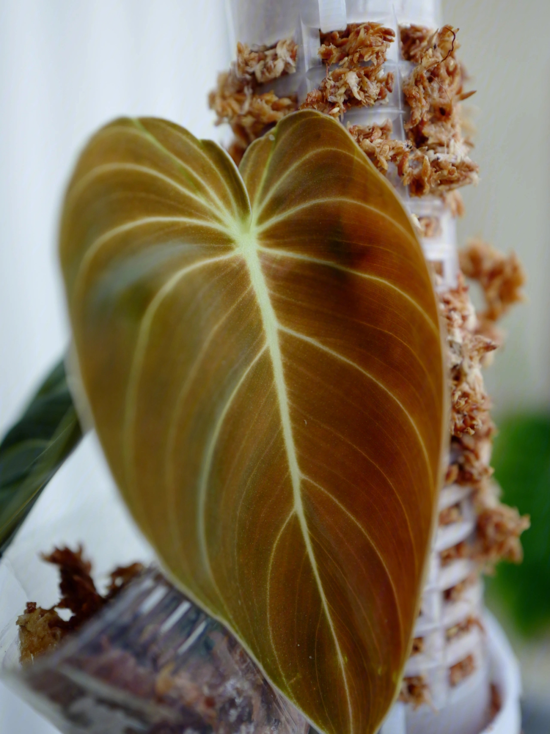 立叶蔓绿绒的花语图片