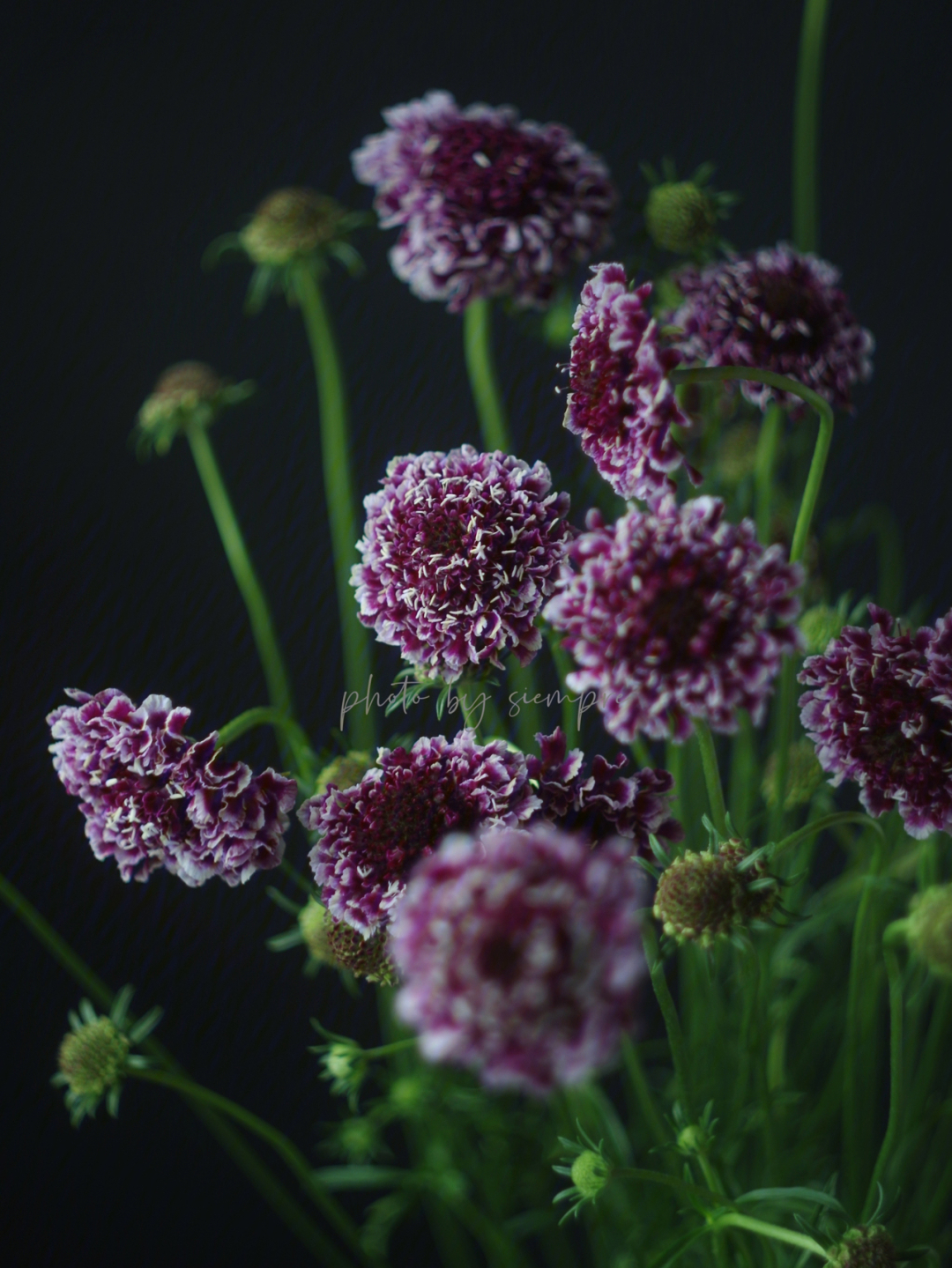 紫色松虫草