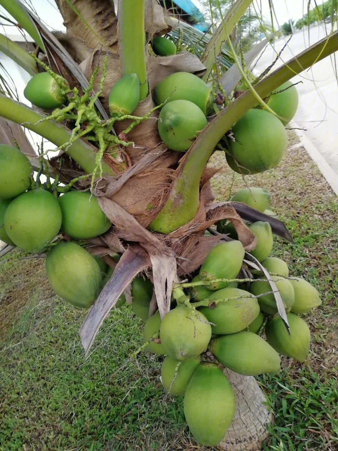 工厂种的椰子树大丰收一颗树上竞有60个果