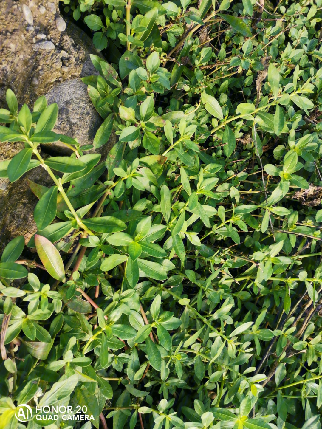 一个野草 喂猪的 一个野菜 中医入药 清热解毒的 马齿笕