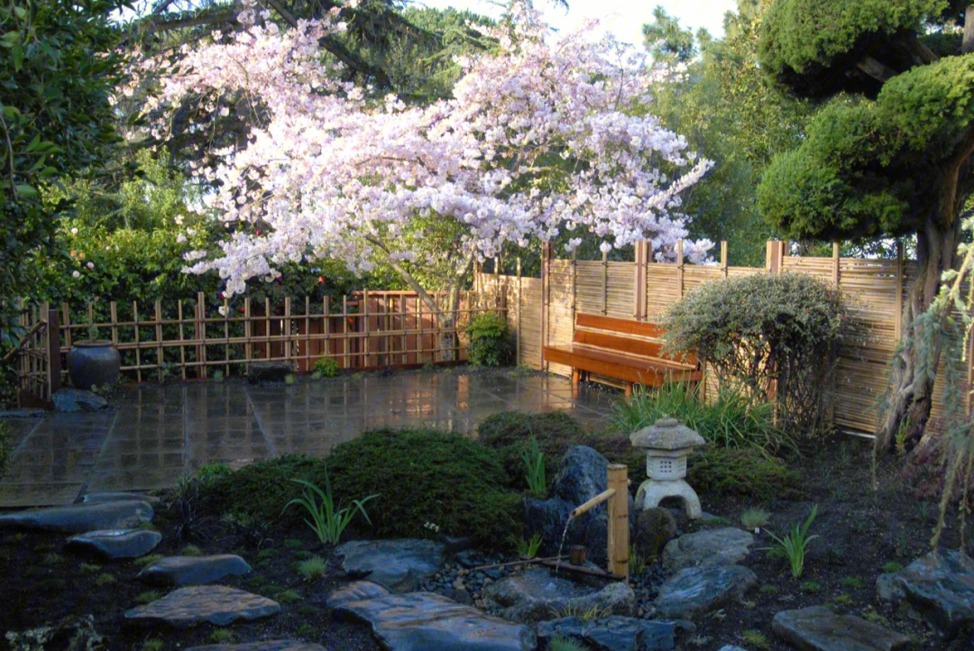 日式庭院可以种樱花吗