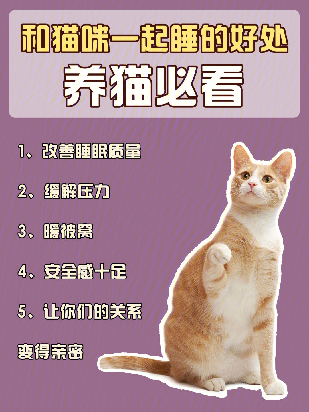 养猫的好处和坏处图片