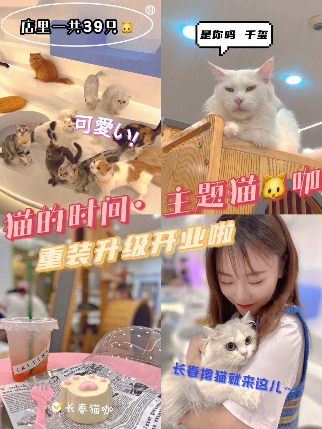 楼9015时间:10:30-21:00-红旗街万达里的一家猫咖,这次重装开业啦