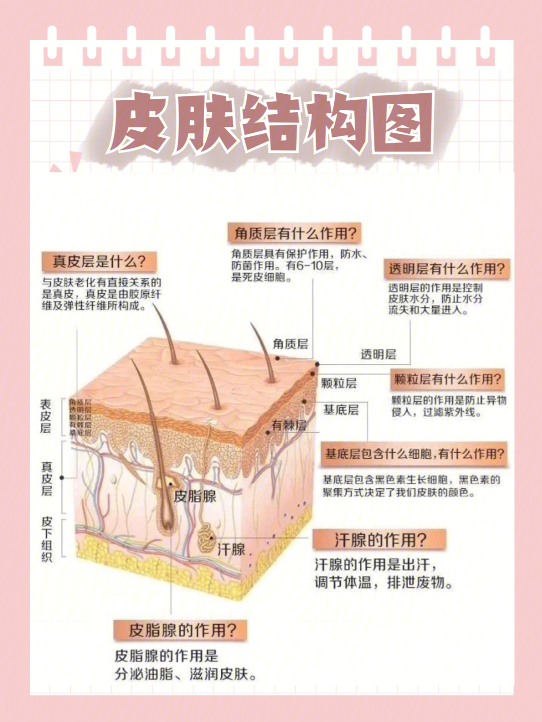 护肤必看721张图了解皮肤三大结构75