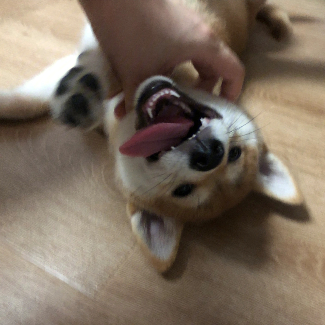 柴犬咧嘴笑