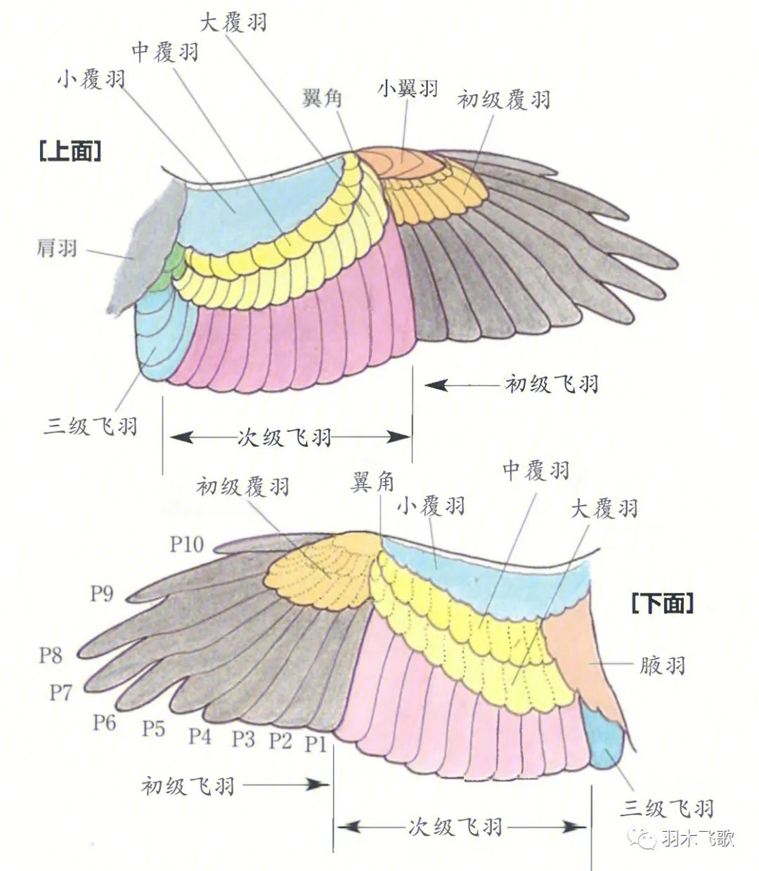 收集方便理解鸟类翅膀结构图上