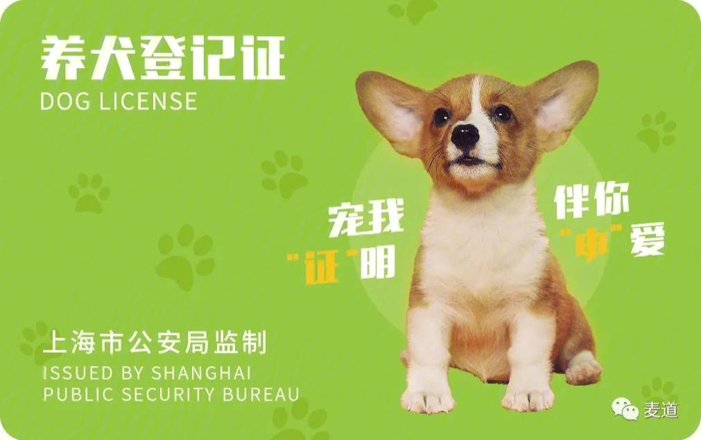 上海狗证图片图片