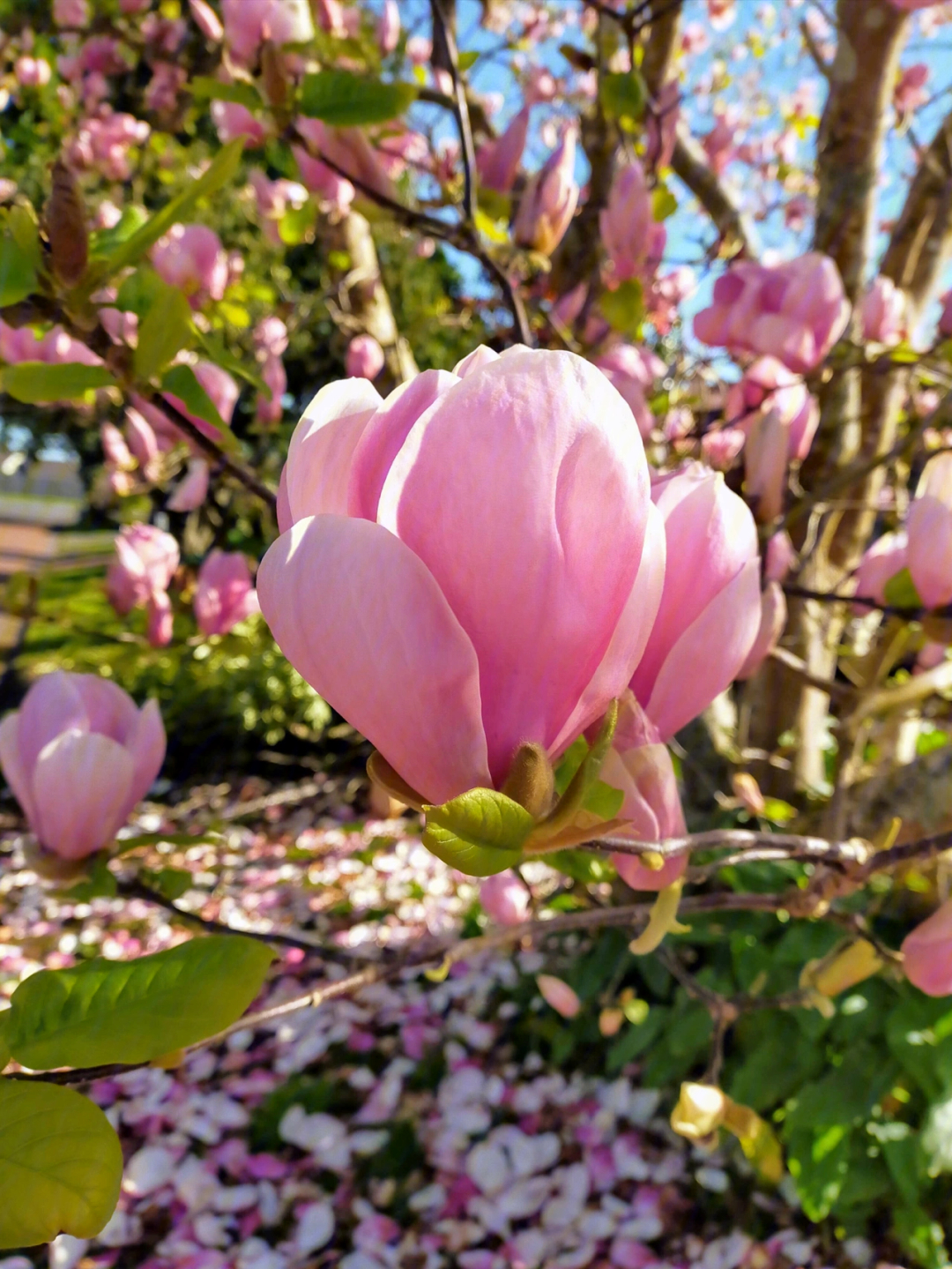 玉兰花几层花瓣图片