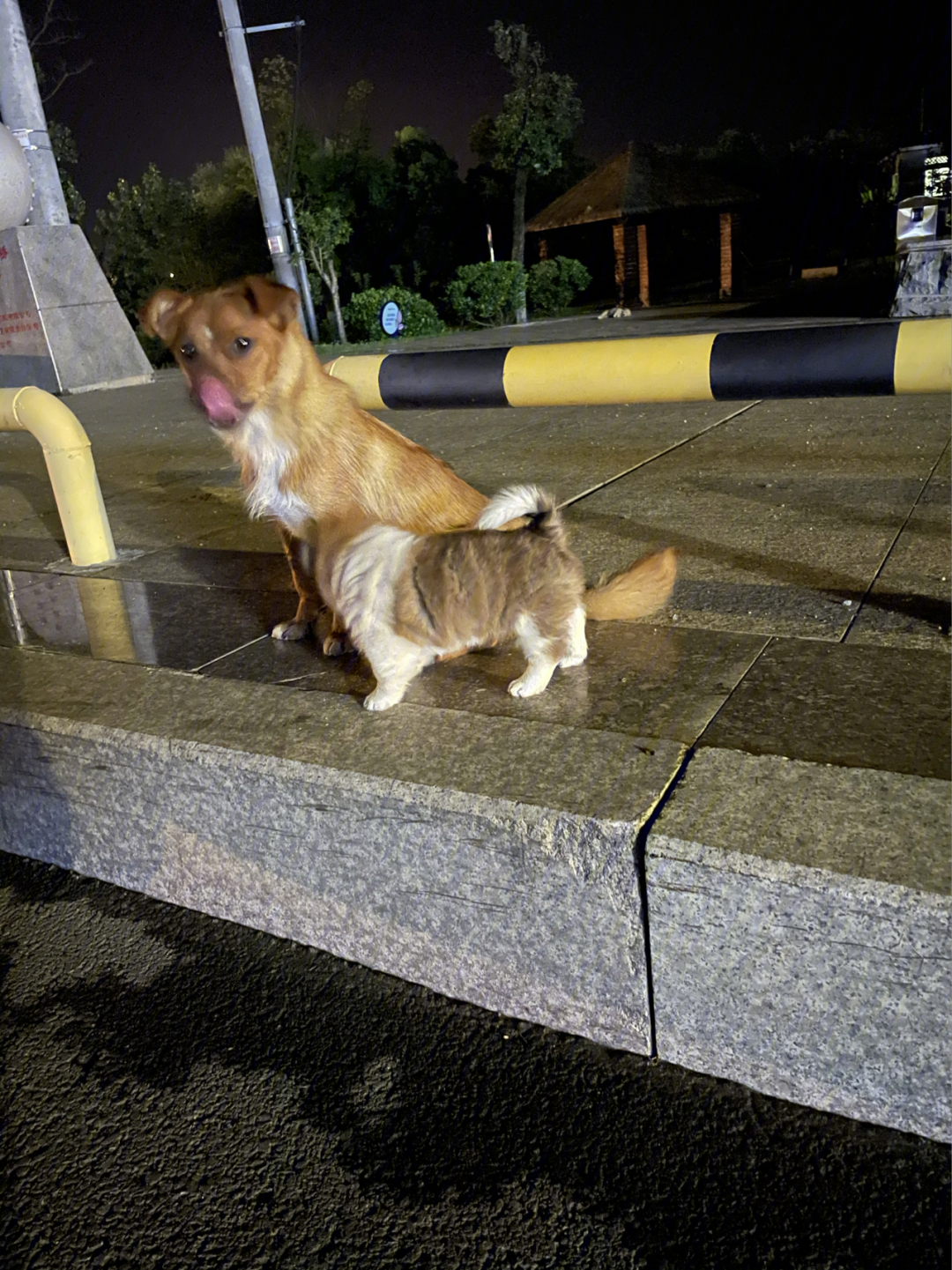 夜晚路边小狗的图片图片