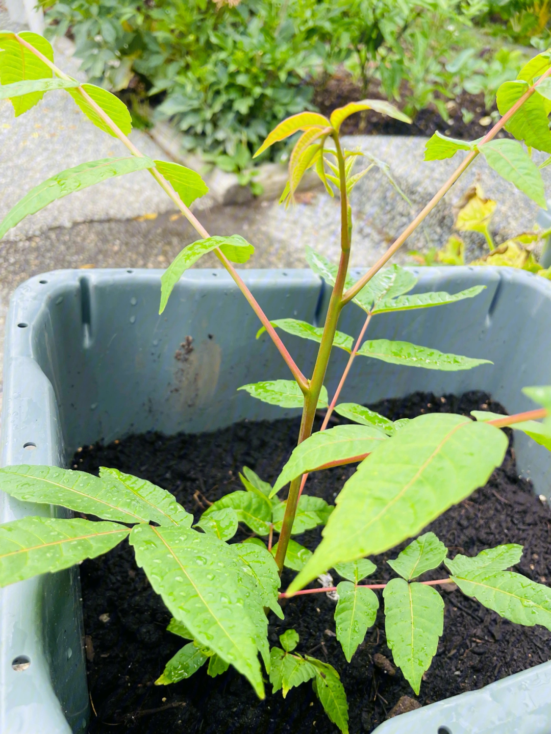 香椿苗怎么种植图片