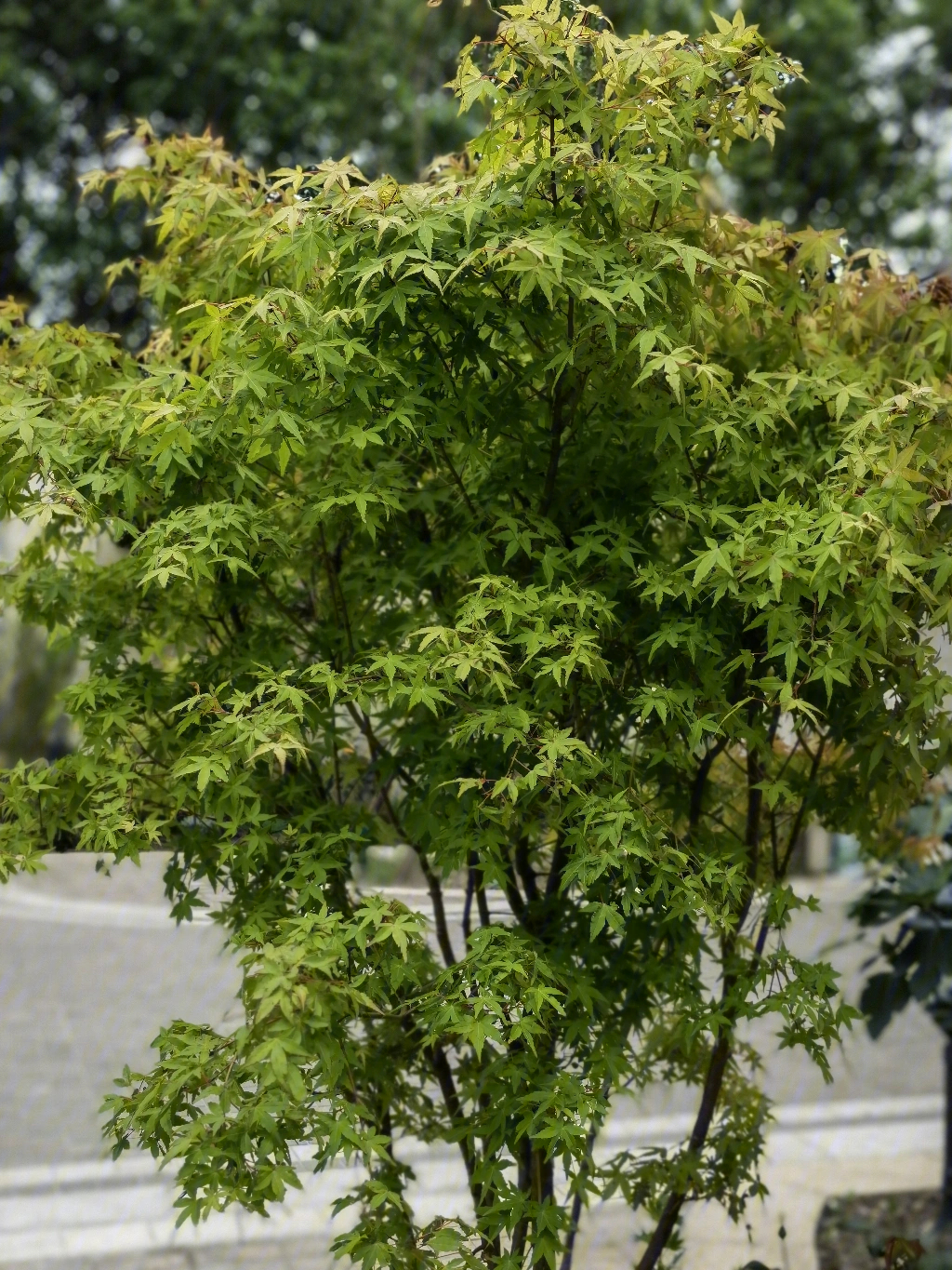 茜空枫树三季变化图片