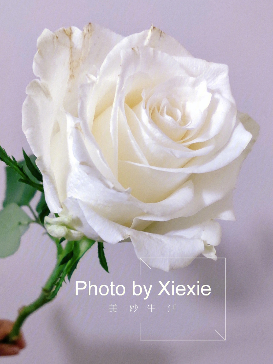 信天翁玫瑰花语图片