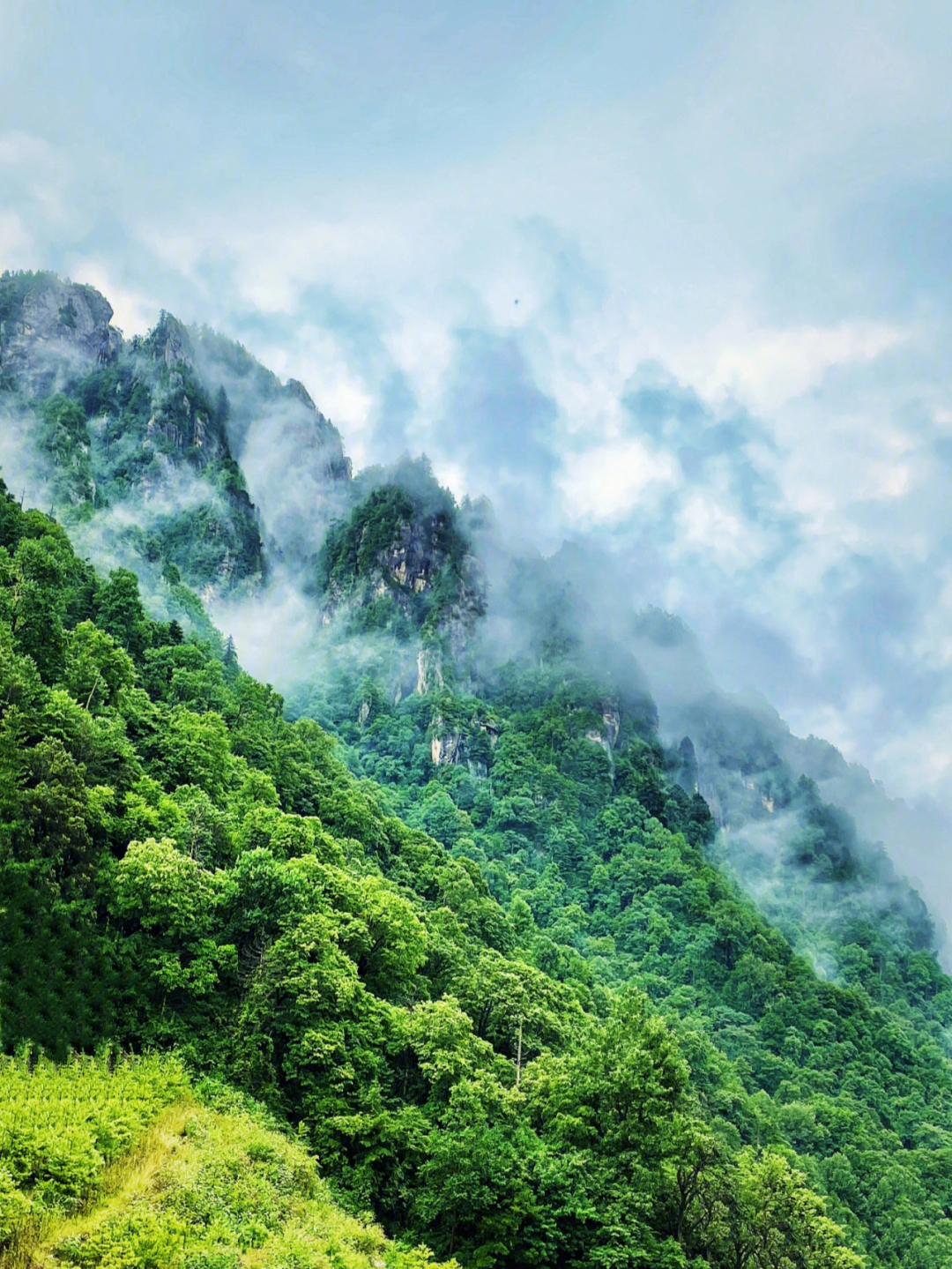 秦岭神树取景地图片