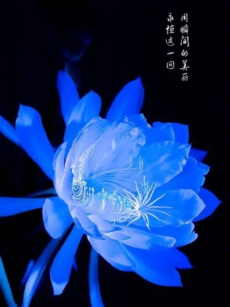 十大冥界之花其六昙花