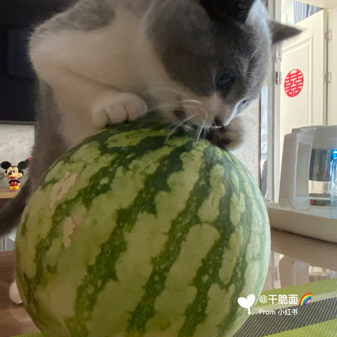 西瓜猫