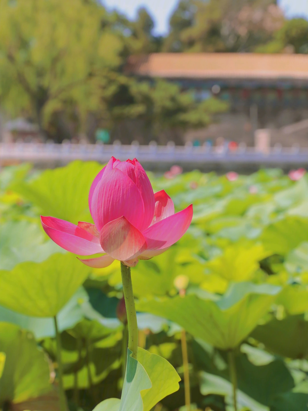 北海公园荷花