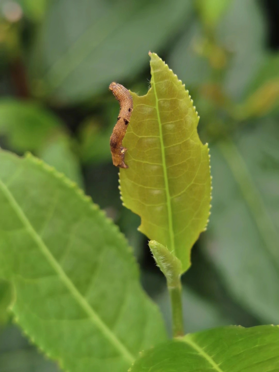 尺蠖幼虫害虫图片