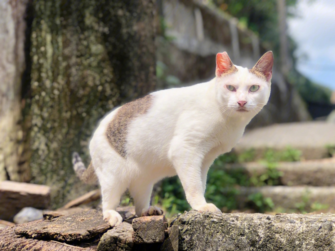 台湾猴硐侯硐猫村猫咪聚集地