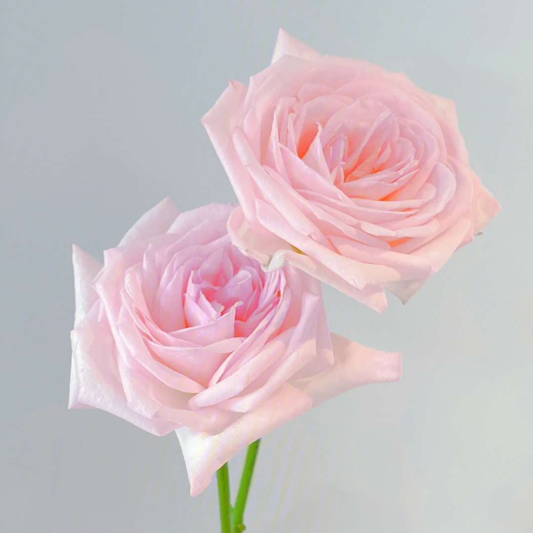 粉荔枝玫瑰花语寓意图片