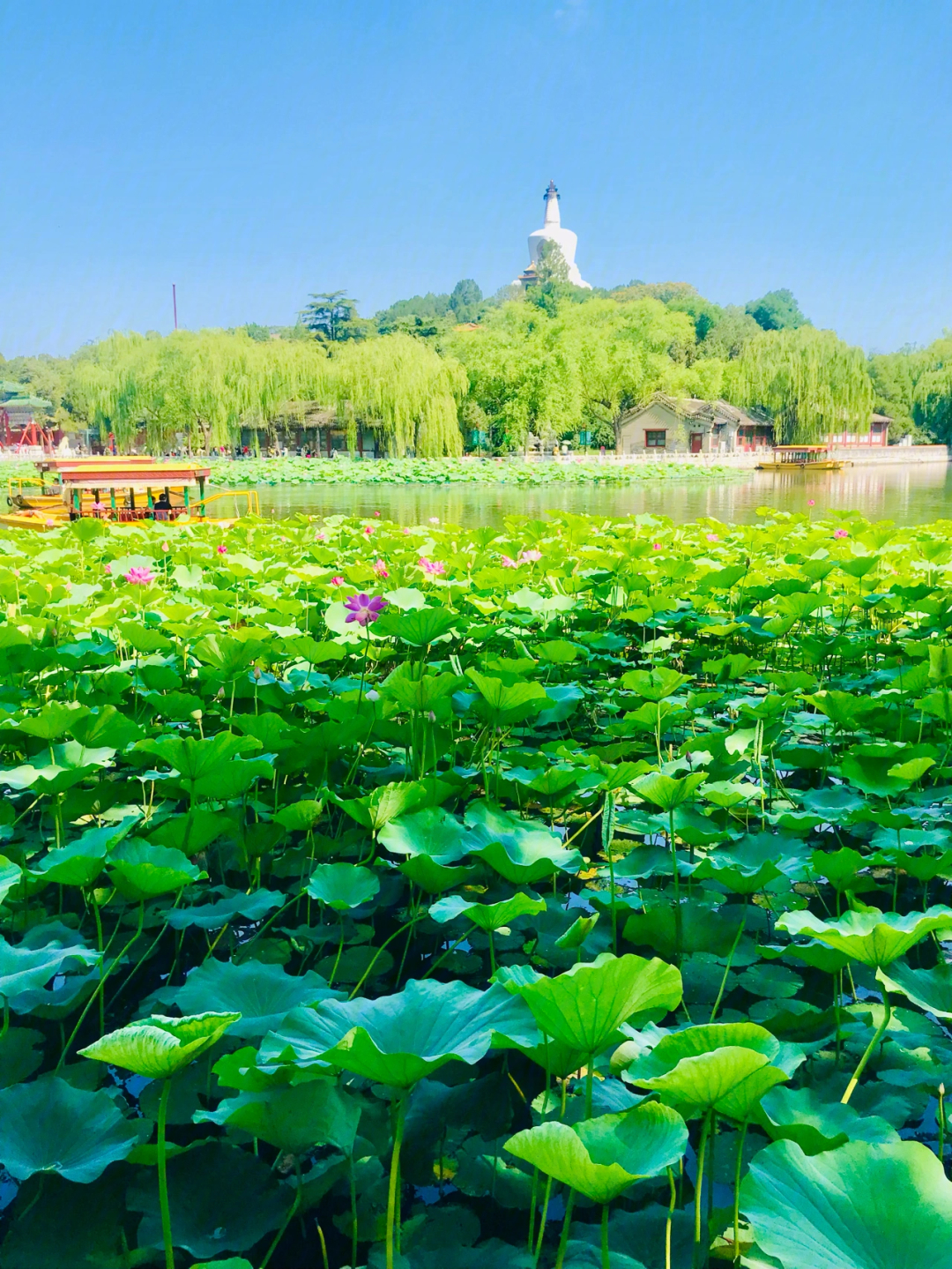 北海公园看荷花