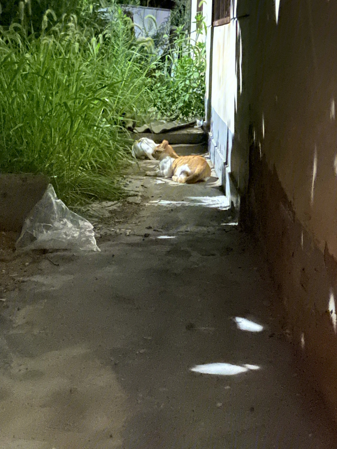 垃圾桶旁的流浪猫