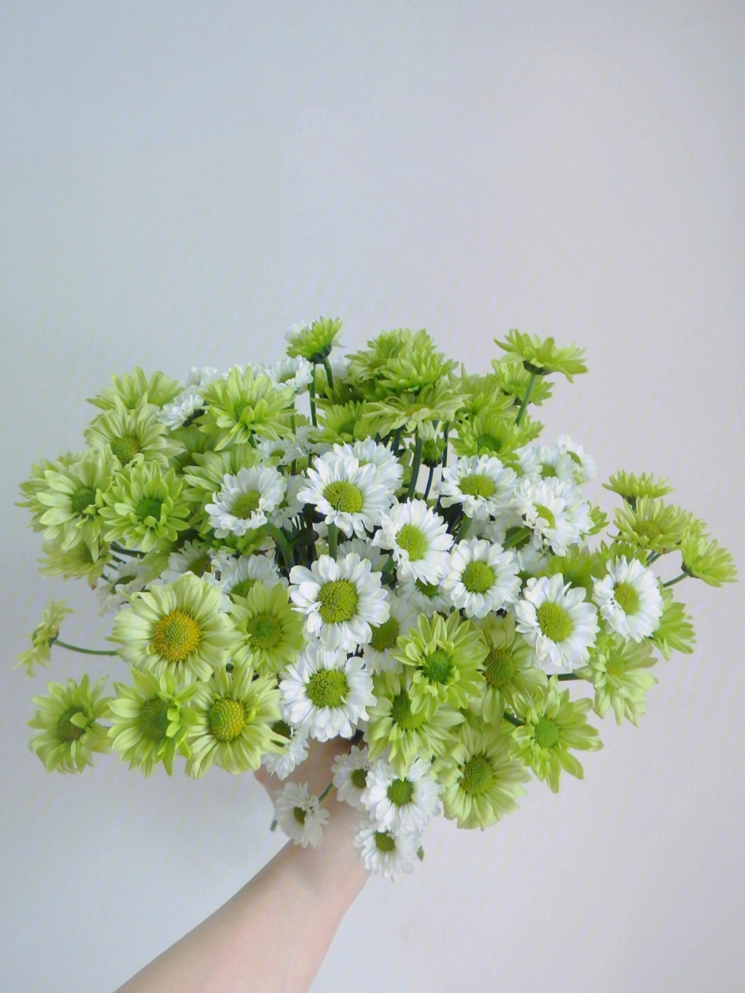 花心为绿色的白色雏菊图片