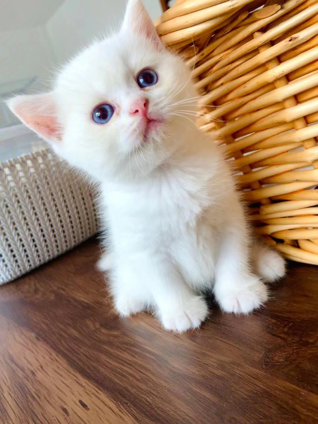 一共是两只纯白,都是小公猫,一只异瞳,一只蓝眼睛