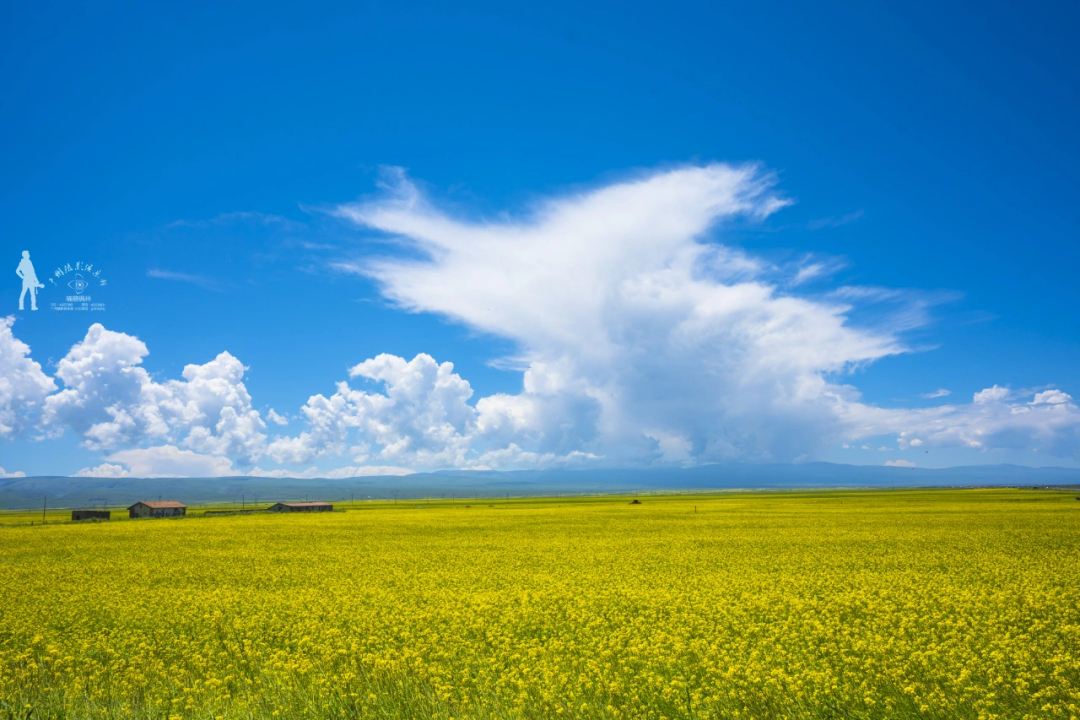 蓝天白云下的青海湖风光油菜花风景