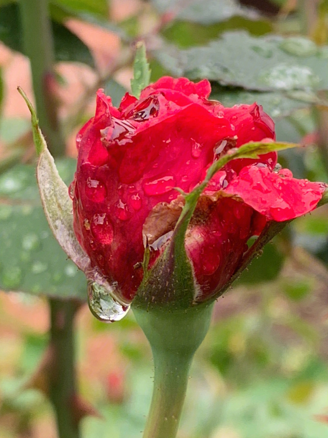 雨后花朵水珠的描写图片