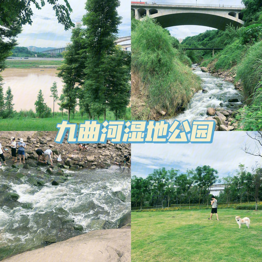 重庆九曲河湿地公园遛狗去
