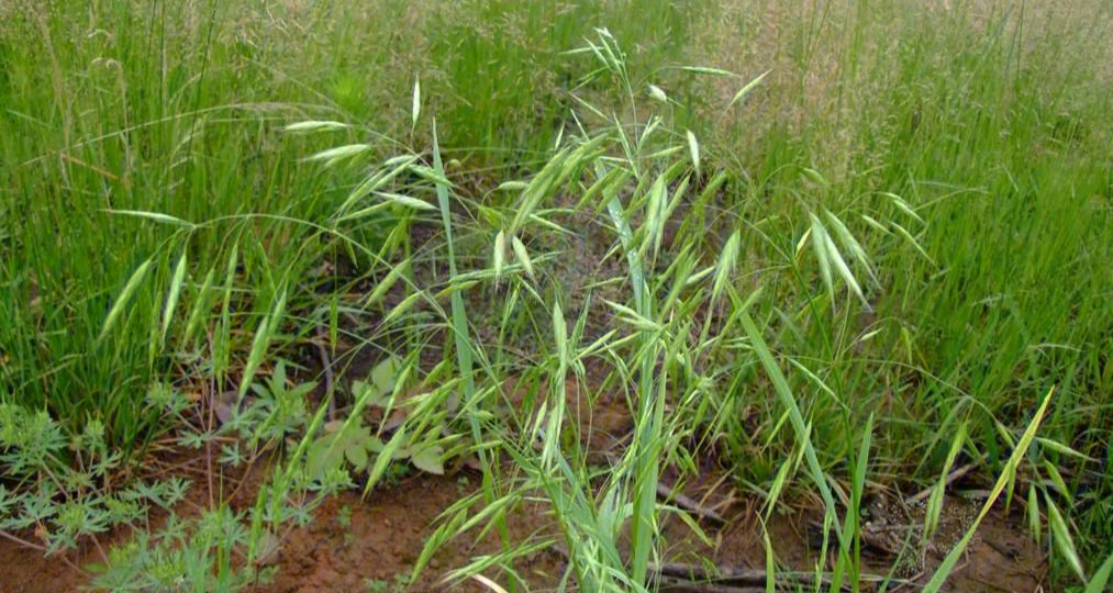 常见野外绿植野燕麦