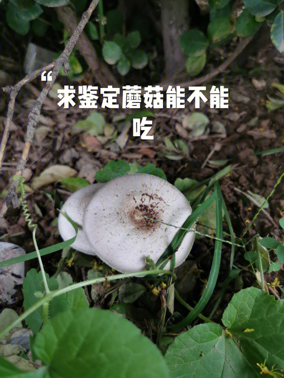 求鉴定蘑菇能不能吃