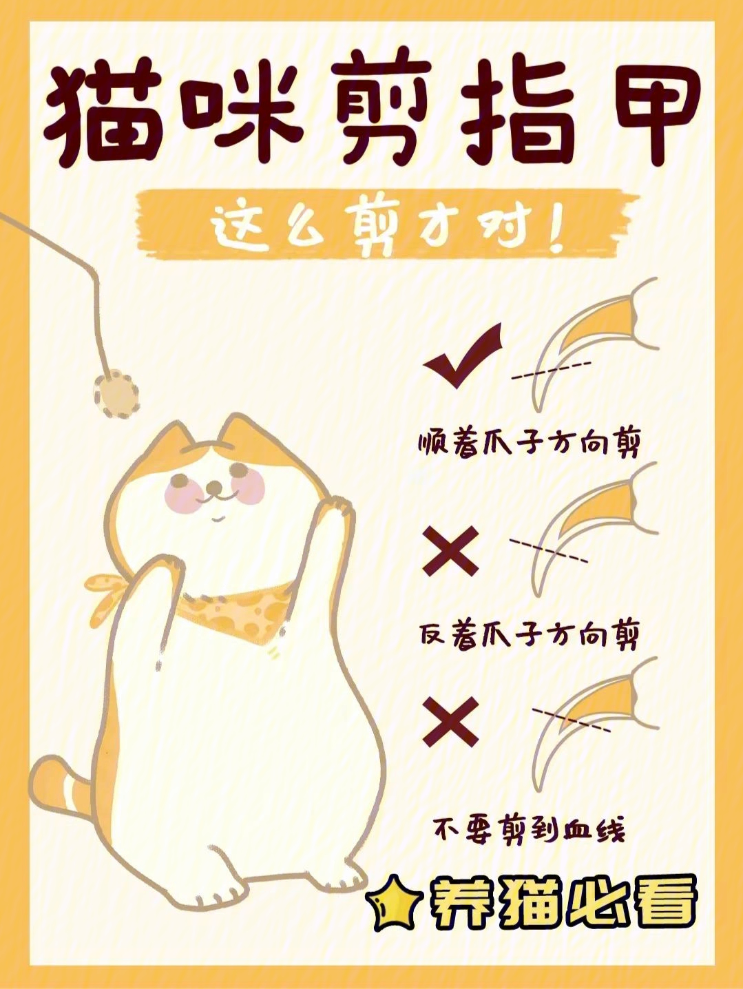 猫爪血线图图片