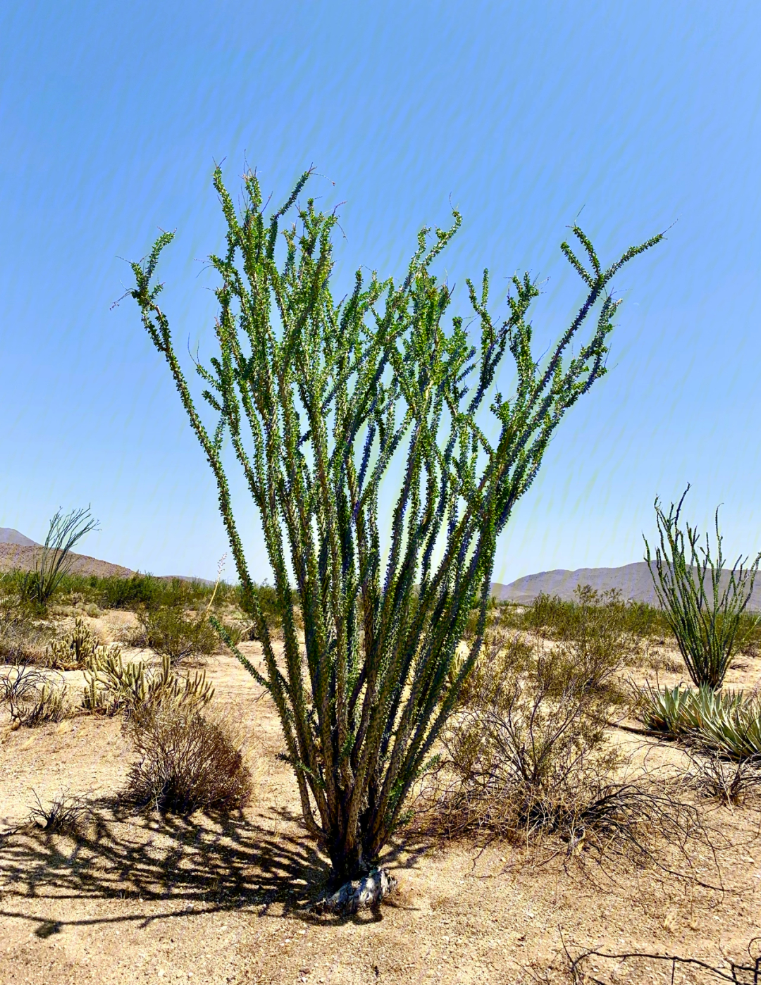 沙漠植物图片及名称图片