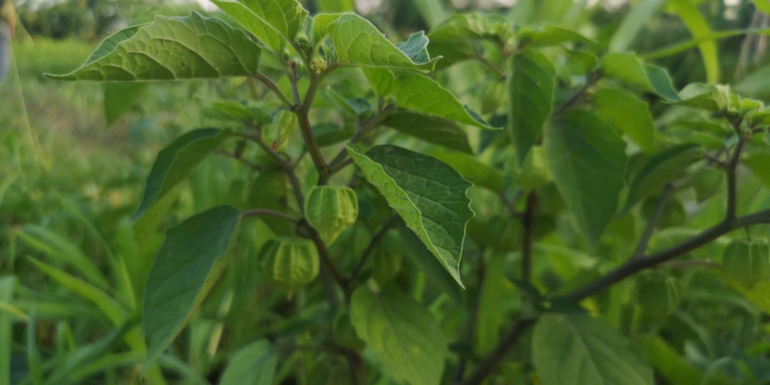 菇茑秧图片图片