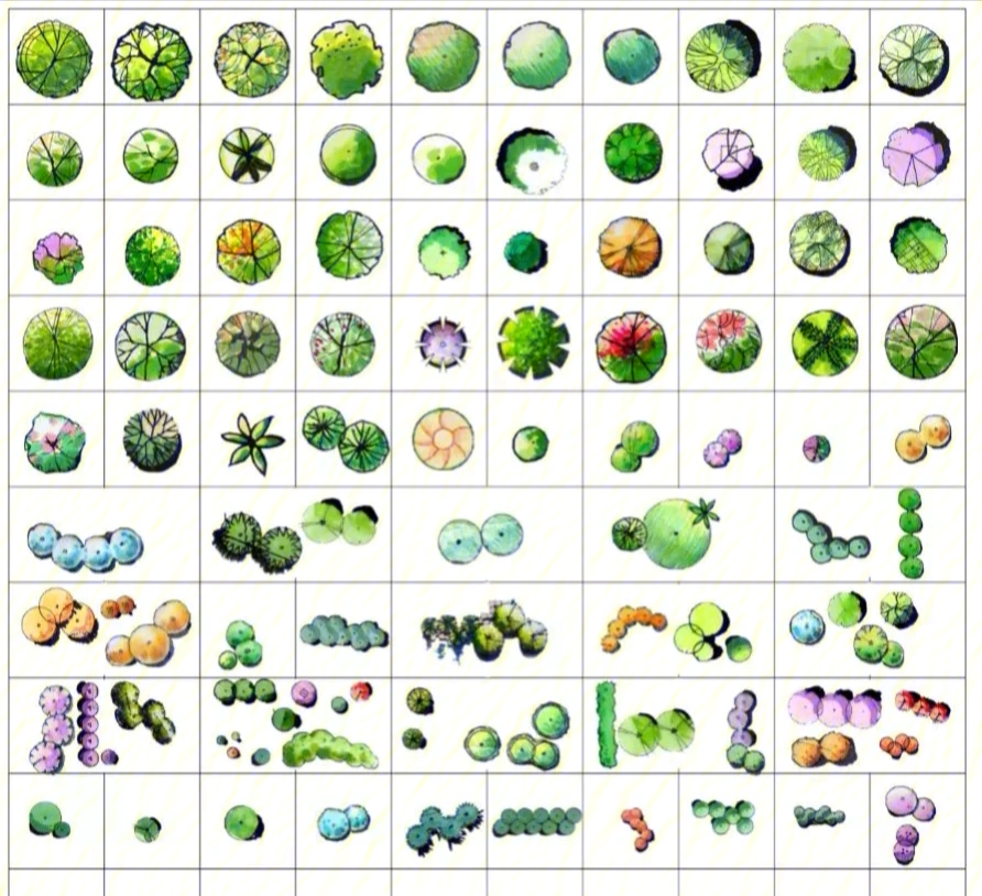 99植物的手绘表现植物表现在设计图(平面图,立面图透视图)中有扩大