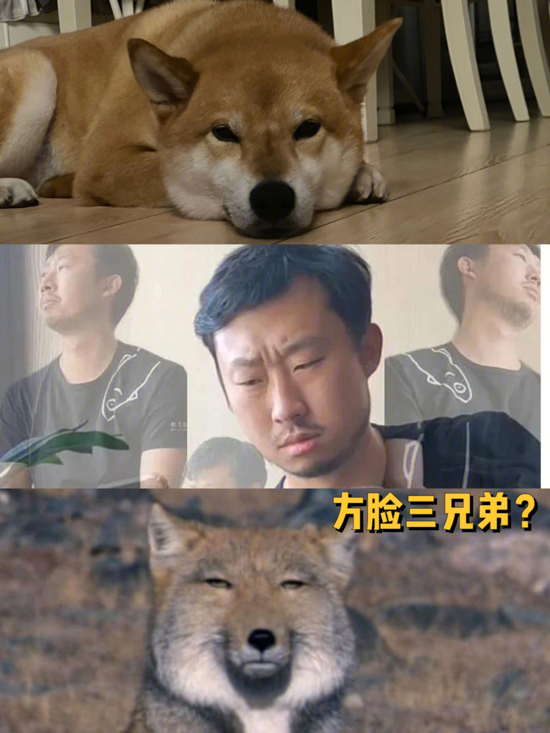 柴犬zuma趴着的时候像狐主任