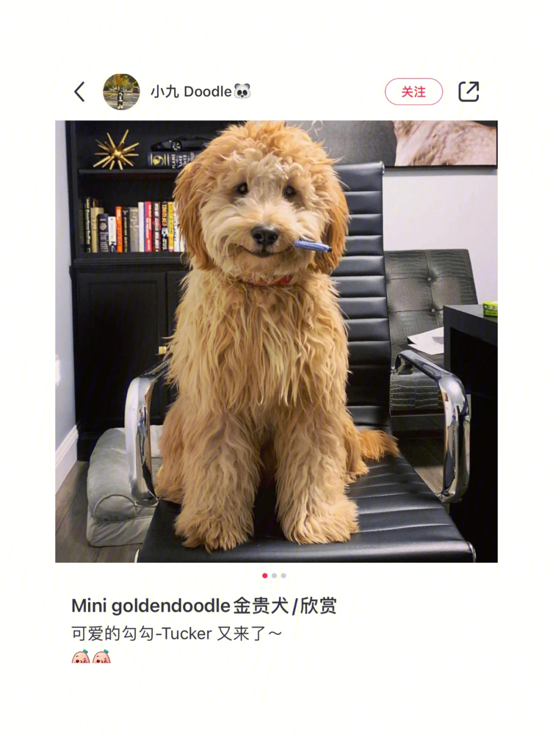 狗届蠢萌天花板宜家同款金贵犬离我这么近