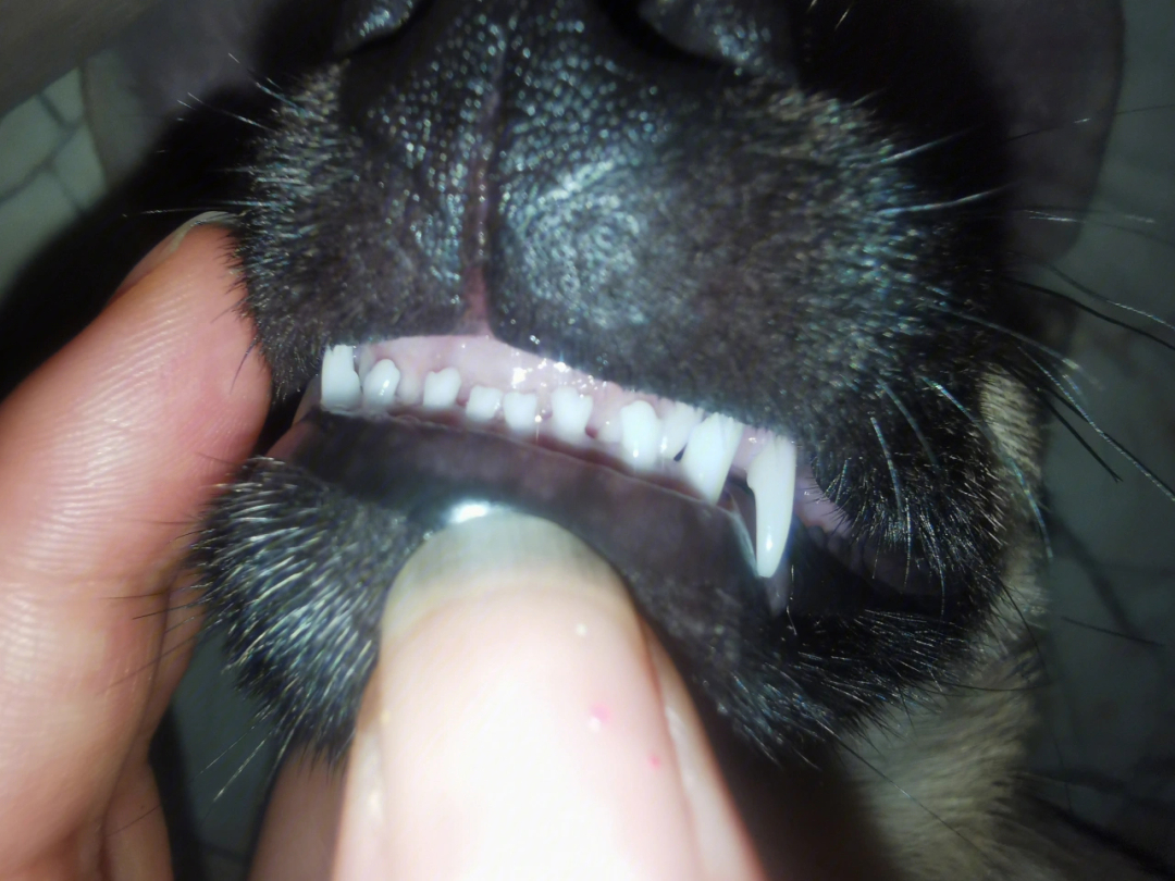 狗狗牙齿有点可爱