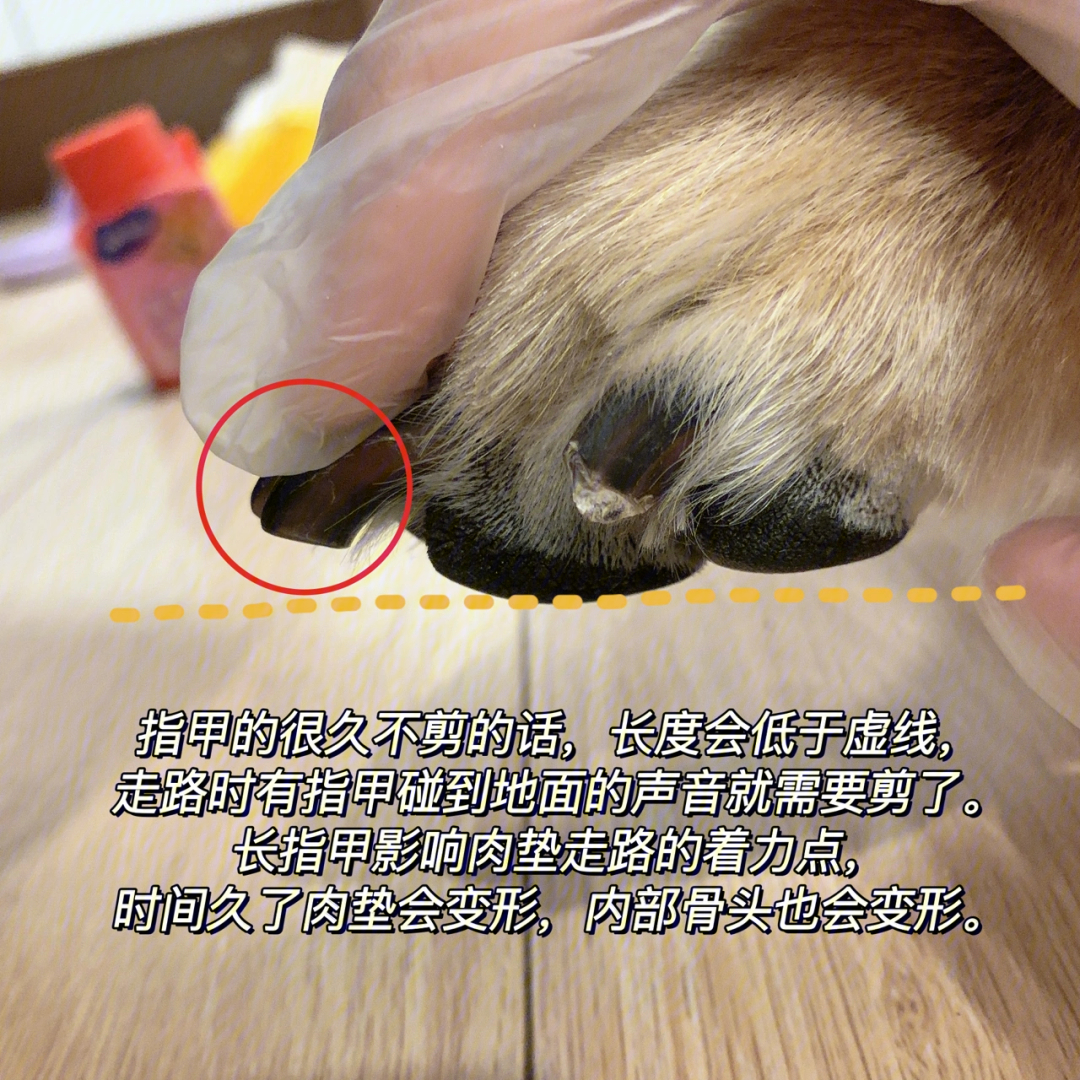 狗狗黑指甲怎么看血线图片